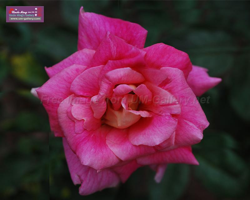 07rose01_96x78in_web.jpg