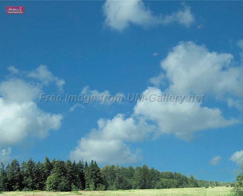 forest_with_sky_200x200in_72dpi.jpg